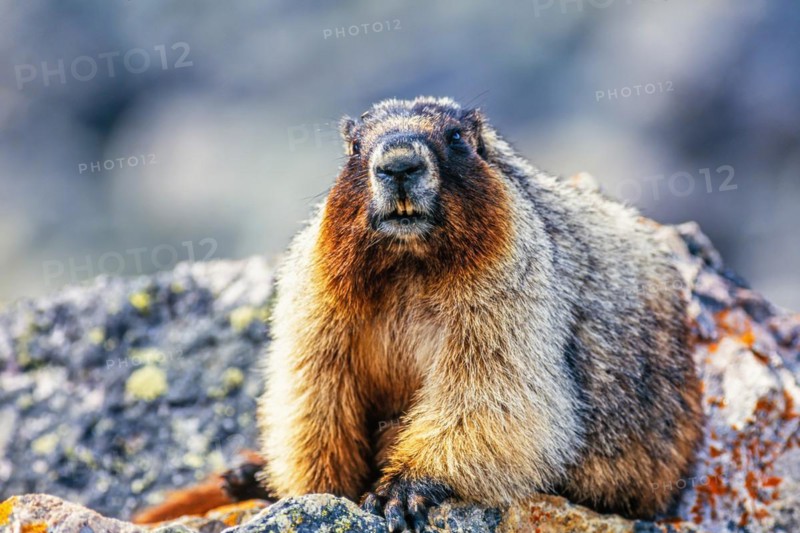 Close up at a Hoary marmot (Marmota caligata) in a rocky terrain, Banff National Park, Canada, North America