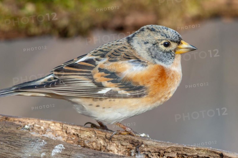 Brambling (Fringilla montifringilla) sitting in the forest. Bas Rhin, Alsace, France, Europe