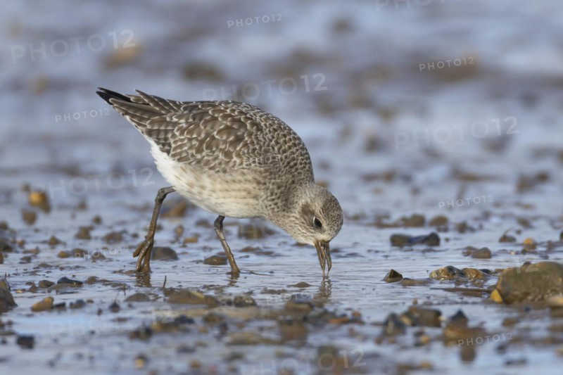 Grey plover (Pluvialis squatarola) adult bird in winter plumage feeding on a mudflat, England, United Kingdom, Europe