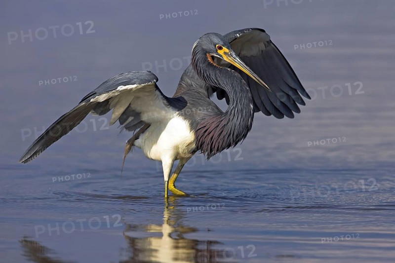 Tricolored heron (Egretta tricolor), foraging, Ft. De Soto Park, Sanibel Island, Florida, USA, North America