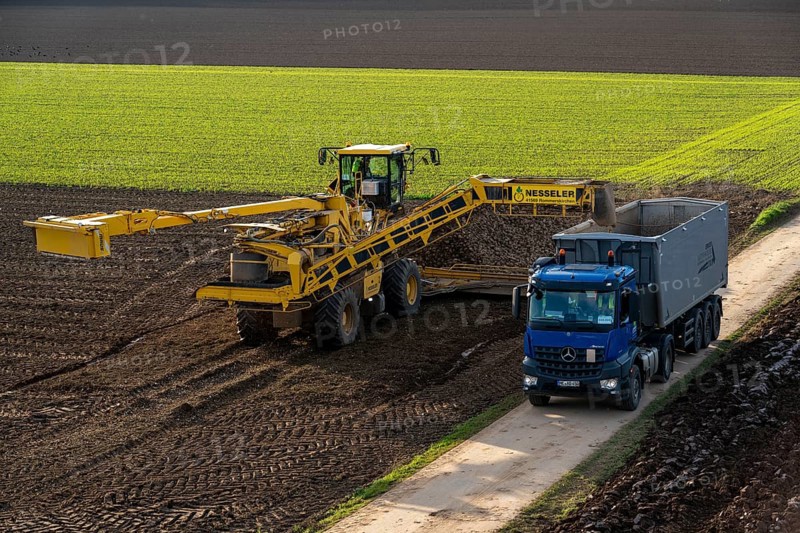 Sugar beet harvest, loading the harvested beet onto a lorry with a self-propelled cleaning loader for sugar beet, Neuss, North Rhine-Westphalia, Germany, Europe