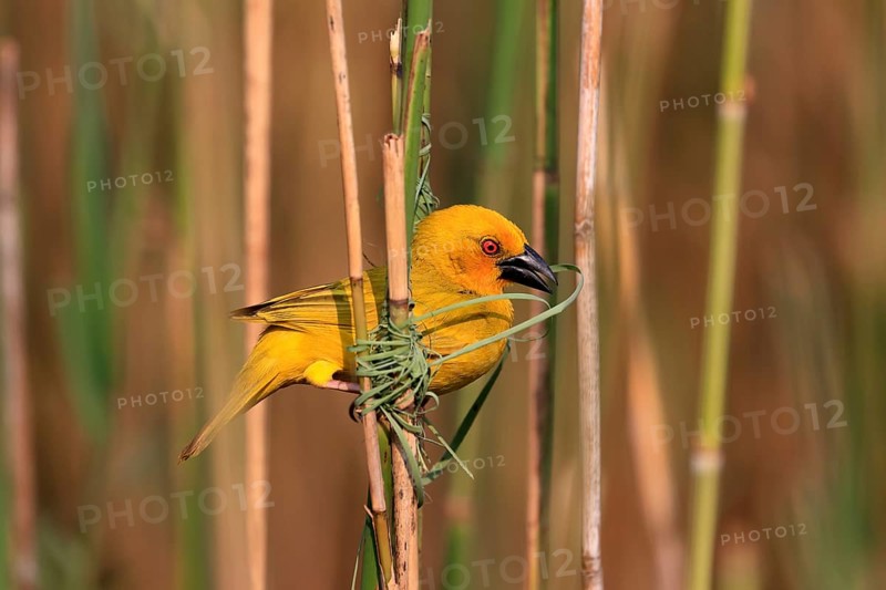 Eastern golden weaver (Ploceus subaureus), adult, male, starts nesting, Saint Lucia Estuary, Isimangaliso Wetland Park, Kwazulu Natal, South Africa, Africa