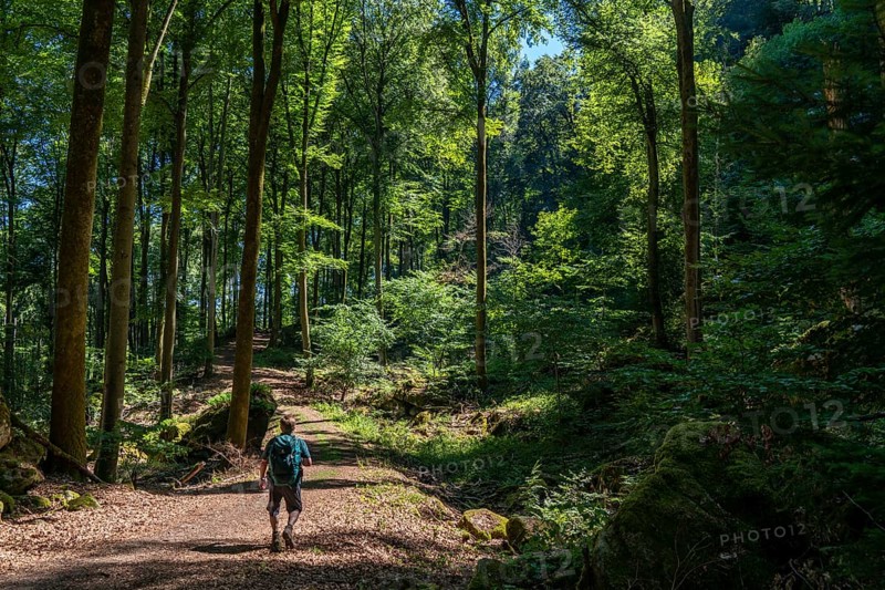 Forest path to the Devil's Gorge, near Irrel, Southern Eifel nature park Park, Rhineland-Palatinate, Germany, Europe
