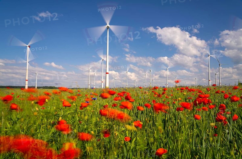 Wind farm, field with flower strips, insect-friendly border of fields with mixed flowers, poppies, north of Marsberg, Hochsauerlandkreis, North Rhine-Westphalia, Germany, Europe