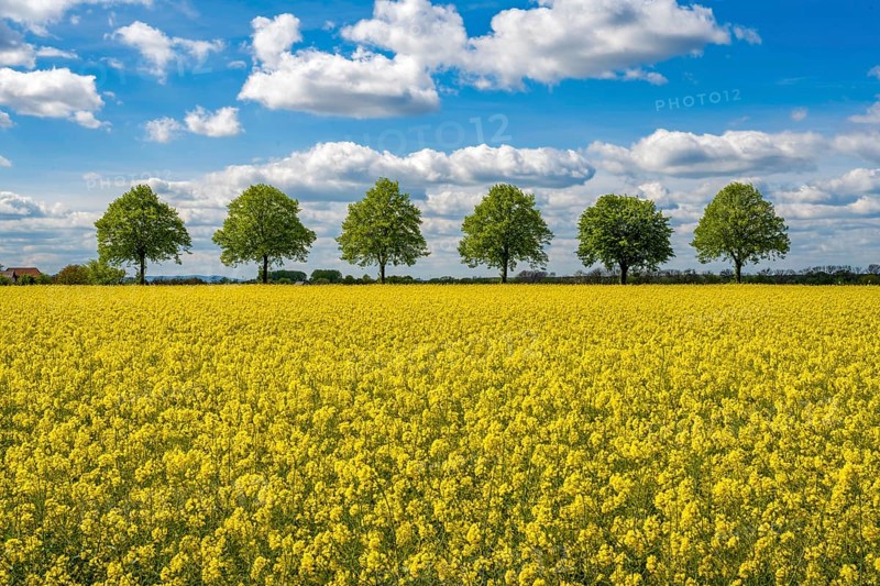 Rape field with tree avenue in Scheie Bückeburg Germany