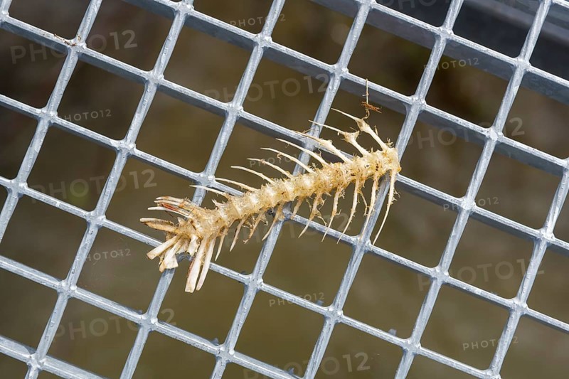 Skeleton, bone of a fish on a grid