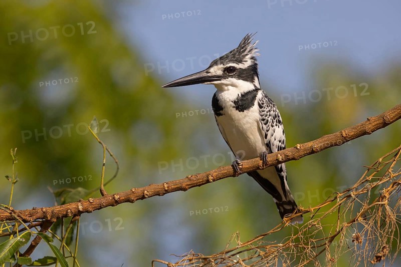 Pied kingfisher (Ceryle rudis), Alcyon pie, MartÜn Pescador PÜo, Marakissa River Camp / Canoe trip, Marakissa, South Bank, Gambia, Africa
