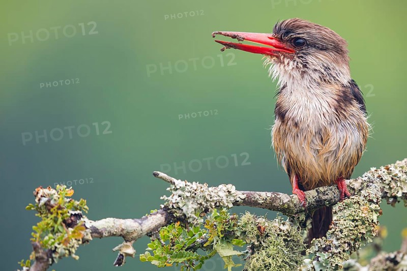 Brown-hooded kingfisher (Halcyon albiventris), perching site, Kingfisher family, iSimangaliso Wetland Park, St. Lucia, KwaZulu-Natal, South Africa, Africa