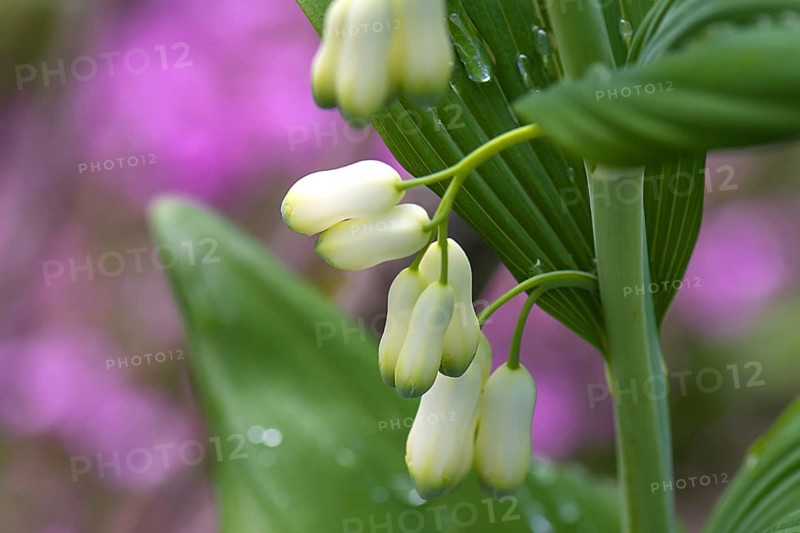 Flowers of a solomon's seal (Polygonatum multiflorum) with raindrops, Bavaria, Germany, Europe