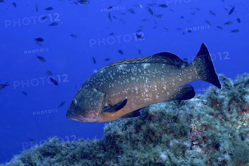 Dusky grouper (Epinephelus marginatus) (Mycteroperca marginatus) in the Mediterranean Sea near Hyères. Dive site Giens Peninsula, Côte d'Azur, France, Europe