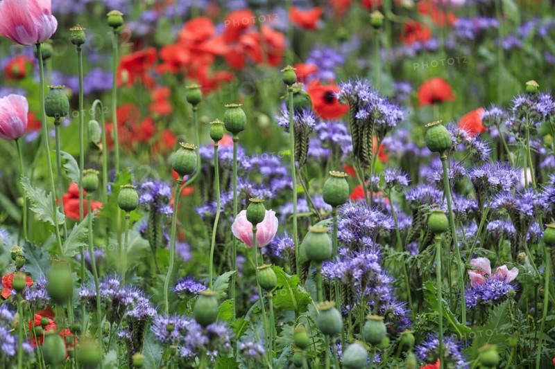 Colourful flower meadow, phacelia, tufted poppy, opium poppy, corn poppy, green manure, Germerode, MeiÃŸner, Frau-Holle-Land Geo-nature park Park, Hesse, Germany, Europe