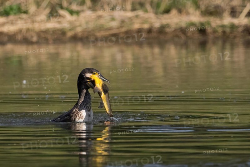 Cormorant in the water proudly holding a fish it has just caught, a tench (Tinca tinca), Hesse, Germany, Europe