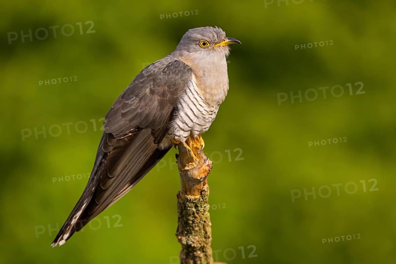 Common cuckoo (Cuculus canorus), Coucou gris, Cuco Europeo, Cuco Comun, Ast, branch, Ormoz area, Ormoz, Podravska, Slovenia, Europe