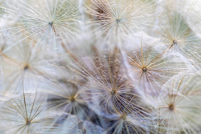 Seed head of meadow salsify (Tragopogon pratensis), Asteraceae, Leibertingen, Upper Danube nature park Park, Baden-Württemberg, Germany, Europe