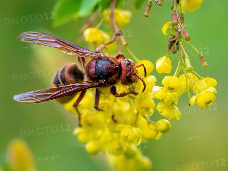 European hornet (Vespa crabro), insect, insects, macro, plant, garden, Neuhofen, Rhineland-Palatinate, Germany, Europe