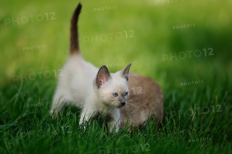 Young Siamese cat (Siamese Seal Point cat) little kitten in the green grass, Bavaria