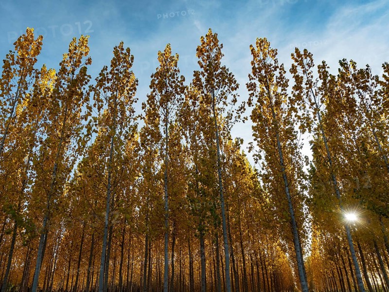The setting sun shining through a forest of European Aspen (Populus tremula) in autumnal colours. Cultivated for timber. Drone shot. Granada province, Andalusia, Spain, Europe