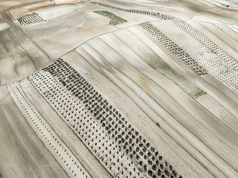 Farmland and cultivated olive trees (Olea europaea) . Aerial view. Drone shot. Granada province, Andalusia, Spain, Europe