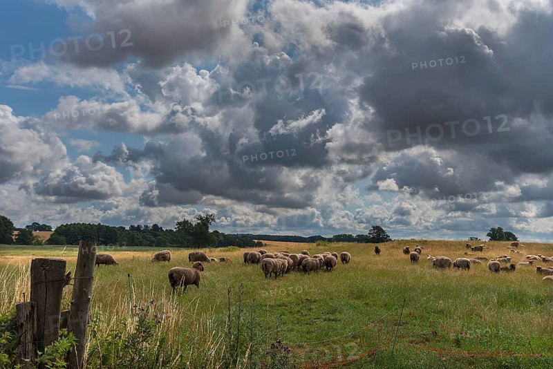 Black-headed domestic sheep (Ovis gmelini aries) on pasture, cloudy sky, Mecklenburg-Western Pomerania, Germany, Europe