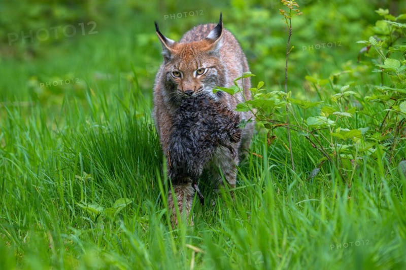Hunting Eurasian lynx (Lynx lynx) walking with killed muskrat (Ondatra zibethicus) prey in its muzzle in meadow, grassland. Captive