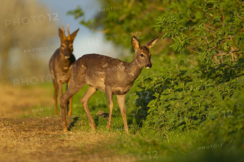 Roe deer (Capreolus capreolus) adult male buck and female doe standing next to a hedgerow, Suffolk, England, United Kingdom, Europe