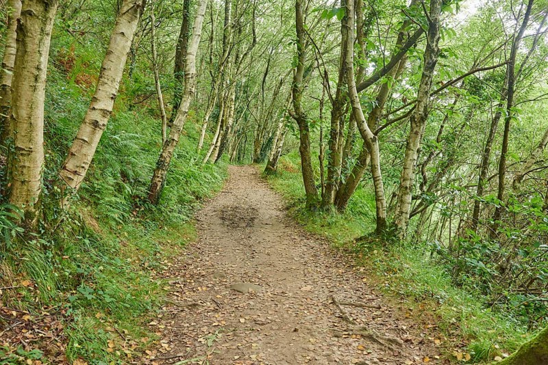 Walking path going through the forest to Donostia San Sebastian at the Camino del Norte, coastal path, Way of St. James, Camino de Santiago trail, Basque country, Spain, Europe