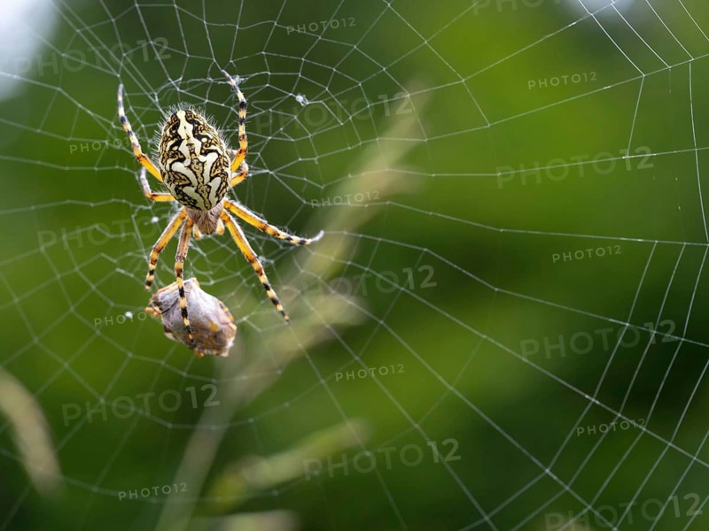 Aculepeira ceropegia, (Araneus ceropegia), macro photograph, spider, arachnid, Black Forest, Feldberg region, Baden-Württemberg, Germany, Europe