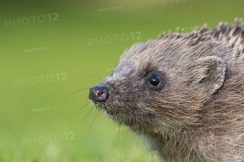 European hedgehog (Erinaceus europaeus) adult animal head portrait, England, United Kingdom, Europe