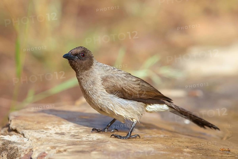 Common bulbul (Pycnonotus barbatus), Garden Bulbul, Bulbul des jardins, Bulbul naranjero, Tendaba camp Tendaba photo hid, Kwinella, South Bank, Gambia, Africa
