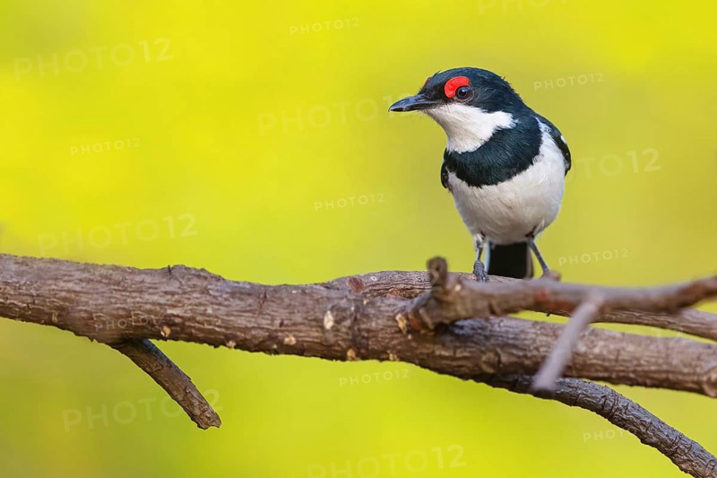 Lappet-faced Flycatcher (Platysteira cyanea), Sita Joyeh Baobab island, Farasutu, South Bank, Gambia, Africa