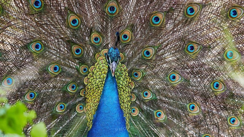 Close-up of a peacock with wide open colourful feathers that are magnificent and eye-catching, Filerimos, hill not far from Rhodes town, Ancient State of Ialyssos, Rhodes, Dodecanese, Greek Islands, Greece, Europe