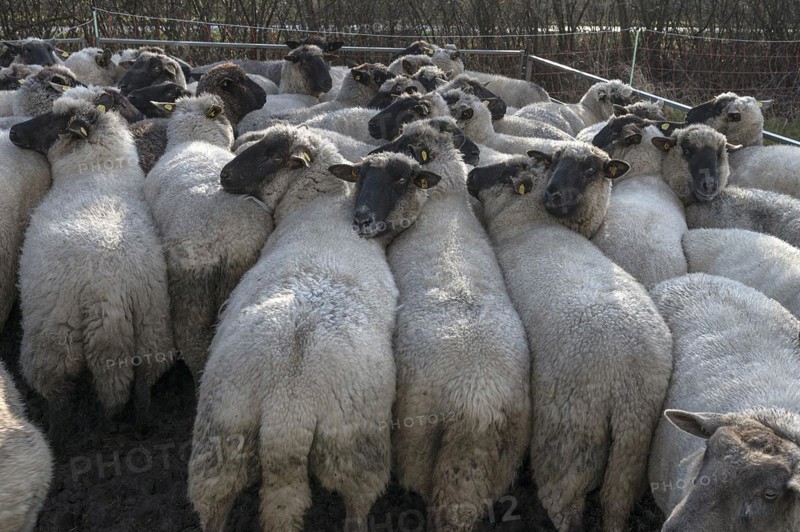 Crowded black-headed domestic sheep (Ovis gmelini aries) in a pen, Mecklenburg-Western Pomerania, Germany, Europe