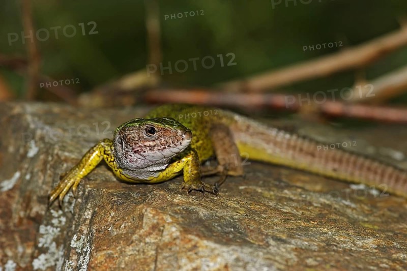 Green lizard, Lacerta viridis, European green lizard