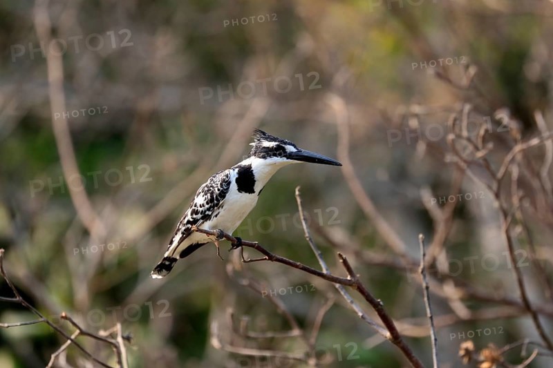 Pied kingfisher (Ceryle rudis), adult, aut Warte, alert, Saint Lucia Estuary, Isimangaliso Wetland Park, Kwazulu Natal, South Africa, Africa