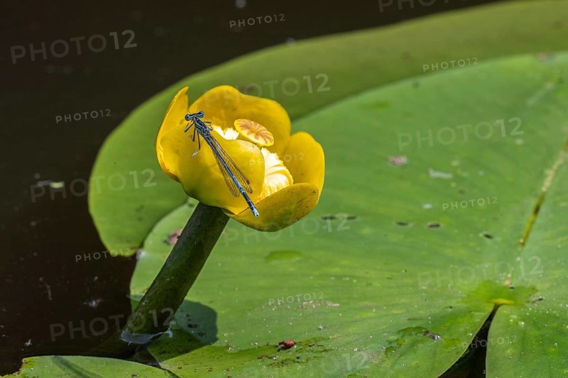 Azure damselflies (Coenagrion puella) laying eggs, Emsland, Lower Saxony, Germany, Europe