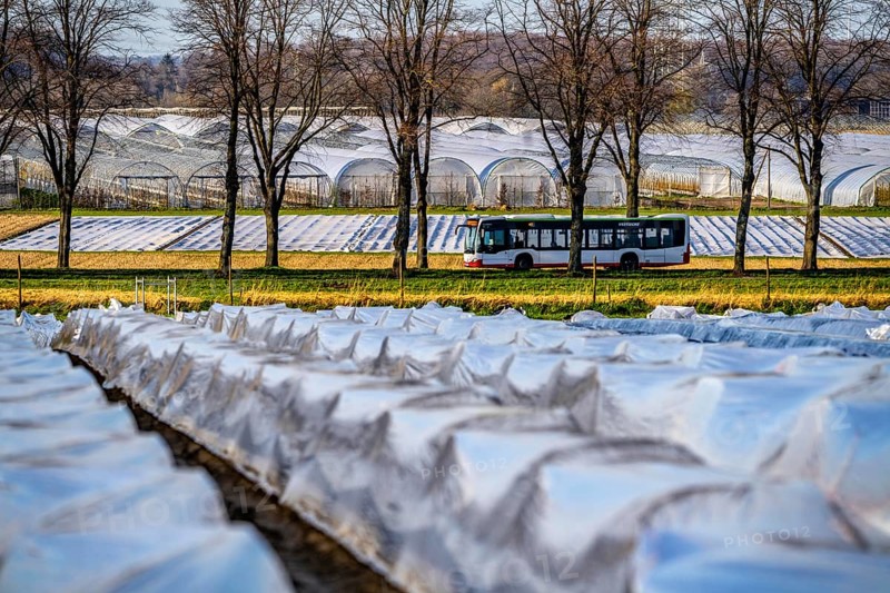 Asparagus fields, asparagus stems under foil, for faster growth, in the background foil greenhouses for strawberries, near Kirchhellen, district of Bottrop, North Rhine-Westphalia, Germany, Europe