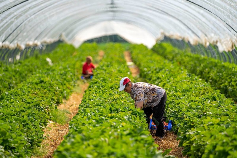 Harvesting strawberries, harvest helper, strawberry cultivation in the open field, under a foil tunnel, young strawberry plants growing up, in different stages of ripeness, near Dormagen, Rhineland, North Rhine-Westphalia, Germany, Europe