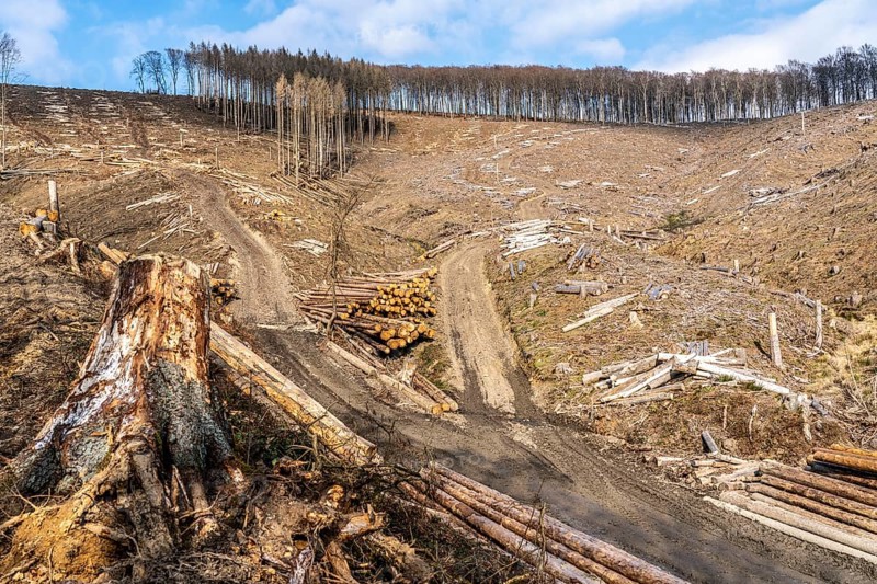 Cleared forest area north of the village of Öventrop, district of Arnsberg, dead spruce stands were felled, dead trees due to bark beetle infestation, Arnsberg Forest, North Rhine-Westphalia, Germany, Europe