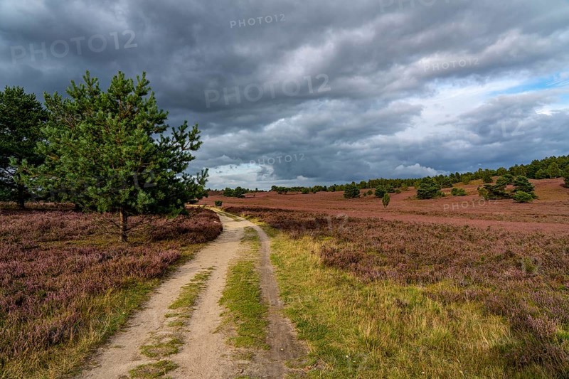 Flowering heath, heather and juniper bushes, near Wilseder Berg, in the Lüneburg Heath nature reserve, Lower Saxony, Germany, Europe