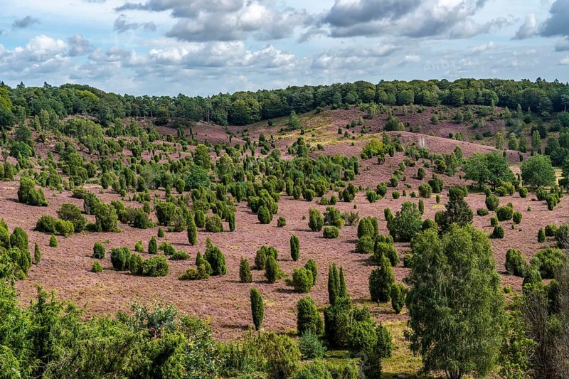 Flowering heath, heather and juniper bushes, in the Totengrund, near the village of Wilsede, in the Lüneburg Heath nature reserve, Lower Saxony, Germany, Europe