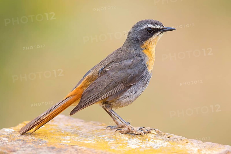 Cossypha caffra, family of flycatchers, Underberg surroundings, Underberg, KwaZulu-Natal, South Africa, Africa