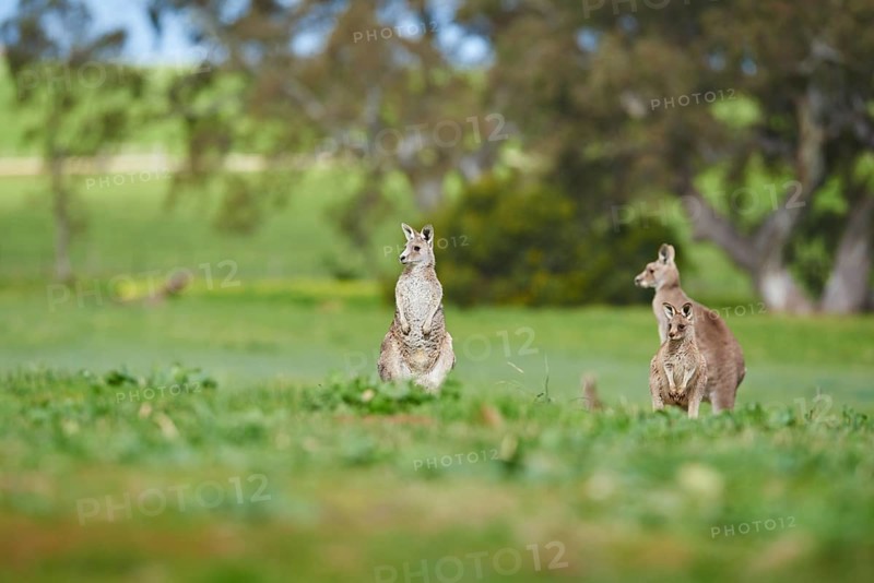 Close-up of eastern grey kangaroos (Macropus giganteus) wildlife on a meadow in Australia