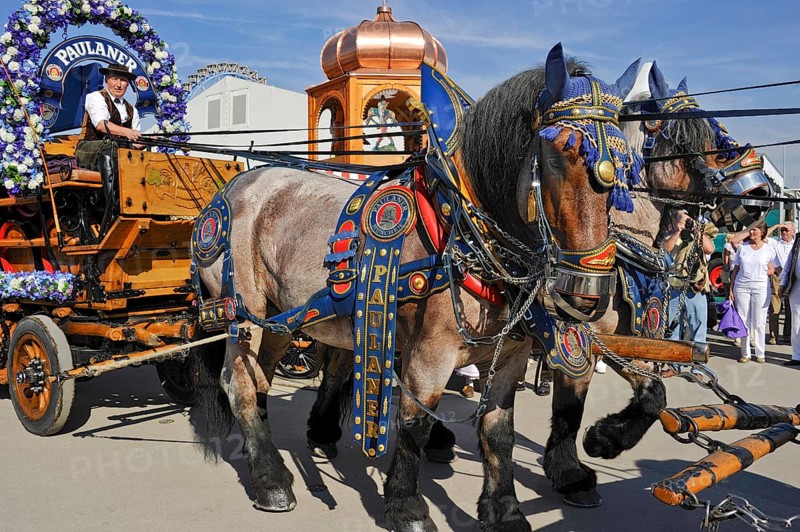 Horses, brewery horses, cold-blooded horses, draught horses in front of carriages with beer barrels, carriage, historic Wies'n, Oide Wiesn, Oktoberfest, Munich, Upper Bavaria, Bavaria, Germany, Europe