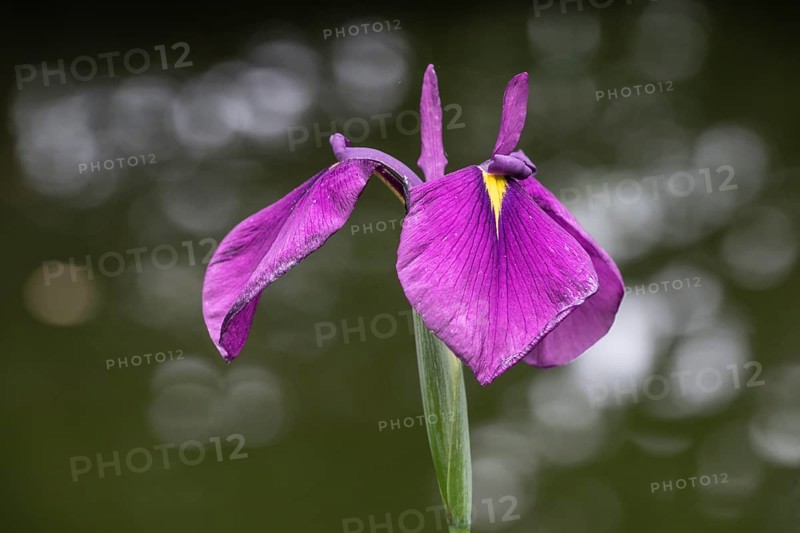 Capitol dandy (Iris ensata), Emsland, Lower Saxony, Germany, Europe