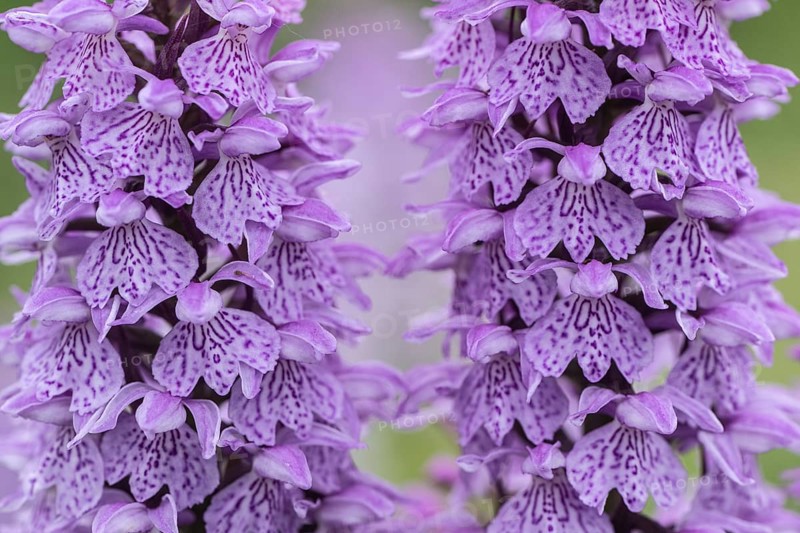 Southern marsh orchid (Dactylorhiza praetermissa), Emsland, Lower Saxony, Germany, Europe