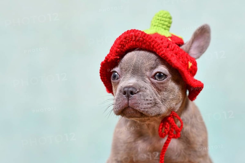 Cute young Lilac Brindle French Bulldog dog puppy with knitted strawberry hat
