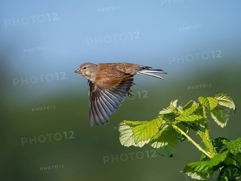 Linnet, Common Linnet, Eurasian Linnet, (Carduelis cannabin), (Acanthis cannabina), Linotte mÃˆlodieuse, Pardillo ComË™n