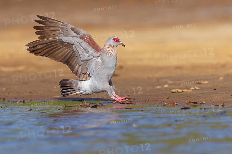 Africa, Gambia, speckled pigeon (Columba guinea), Pigeon roussard, Paloma de Guinea, Pigeon, Pigeons, Marakissa River Camp Canoe tri, Marakissa, South Bank, Gambia, Africa