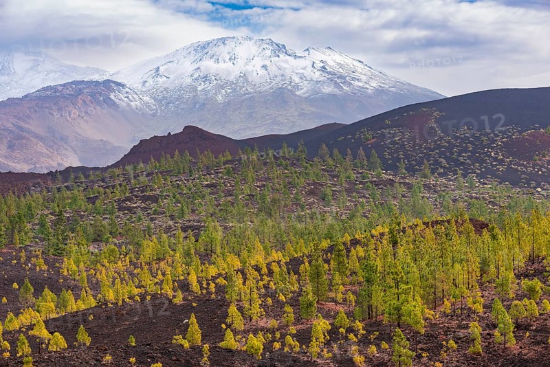 Canary Island pines (Pinus canariensis), Mirador de Chio, Teide National Park, Tenerife, Canary Islands, Spain, Europe