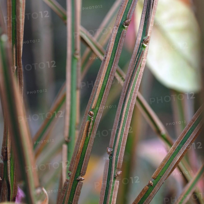 Euonymus alatus, Bautzen, Germany, Europe